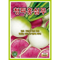 청피홍심무 무씨앗 600립