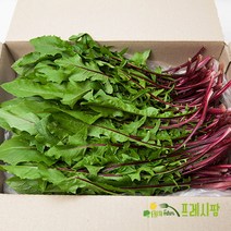 [프레시팜] 엽채류 쌈채소 적치커리 2kg 내외