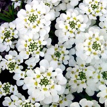 시즌플라워 [초화류]이베리스(눈꽃)-스노우쿠션(캔디더프화이트)