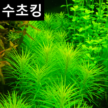 [수초킹] 옐로 오란다 플랜트, 6촉