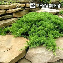 좀눈향 선좀눈향 상록수 정원수 조경수 가림원예조경, 좀눈향 폭60cm