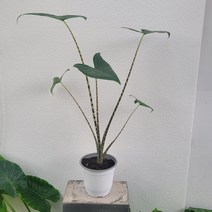 실내공기정화식물 가드닝 제브리나 알로카시아 중품 반려식물 40-60cm 99