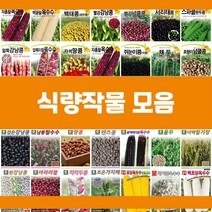 아시아종묘 초당 옥수수 씨앗 종자 100립 생식용 초당옥수수 단옥수수 노랑옥수수, 1세트