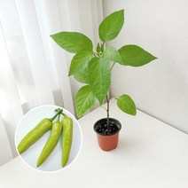 바나나고추 키우기 풀 패키지 재배키트 DIY 당조고추, 투명 슬릿 화분
