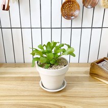 1+1 루꼴라 키친허브 화분 세트 로즈마리 딜 바질 베란다 텃밭 허브 키우기, H28.루꼴라, H05.레몬버베나
