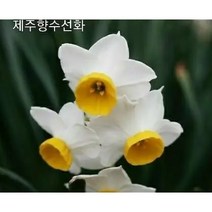 [동백꽃제주술] 우리 동백꽃, 파랑새