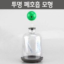 원리가 보이는 투명 폐호흡 변화 관찰 모형 돌봄 재 초등학생 인체모형 체험 신체 보건용 들숨 실험