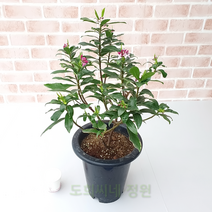 도희씨네 정원>> 꿈결의 향기 천리향 화분 290″ class=”wr-img”></a></div>
</div>
</div>
</div>
<div class=