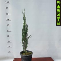 블루애로우(싸이프러스) H0.6포트, 블루애로우 H0.6포트, 1개