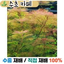 수초카페) 레드 카붐바 3촉 중/후경수초 초보수초 자연수초 관상수초 재배수초