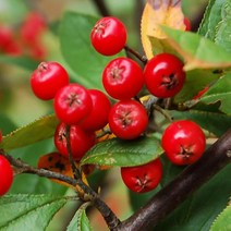 묘목/아로니아-레드초크베리/삽목1년 포트/5주 B1006, 1개