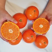 팜스 가정용 동백향 2kg 3kg 5kg 신맛이 적은 당도 높은 제주도 서귀포 농장 못난이 빨간 이마트 레드 태양 오렌지 귤 산지직송 가장 고당도 한박스 택배 신품종 만감류 핵꿀맛, 동백향2kg
