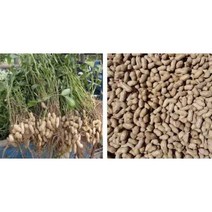 탈곡기 땅콩 콩 터는기계 타작기 농업용, 구형 땅콩 탈곡