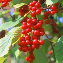 묘목/오미자나무 5년생 (결실주) KJ520