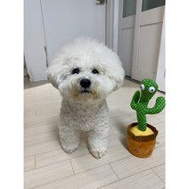 춤추고 노래하고 말따라하는인형 말하는선인장인형, 춤추는마다카스타