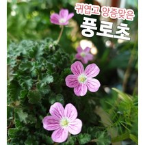 풍로초/새색시 앙증맞고 귀여운 꽃 풍노초