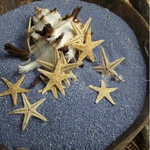 리얼 불가사리-3개/젤캔들 마리모 테라리움 장식