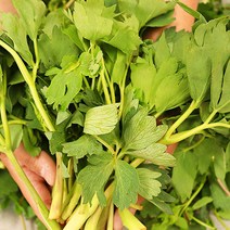 나물 국산취나물 취나물 생취나물 2kg, 취나물4kg