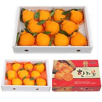 제주 산지직송 한라봉 레드향 특품 선물세트 3KG 5KG, 한라봉 3kg 대과 (12~15과)