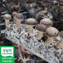 퇴촌 송화고버섯 산지직송 무농약 송화버섯 실속형 생송화고 송고버섯 1kg