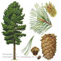 캔들마노 [ 에센셜오일 ] 시더우드 Cedarwood E.O, 30ml