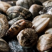 고창 해감 바지락 1kg, 1개