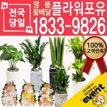 플라워포유 축하 오픈 개업 공기청정 관엽식물 화분선물 당일배송 꽃배달, (선택36)행운목