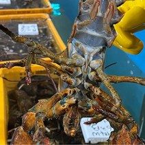 캐나다 활 랍스터 하브스 700g x 1미, 단품