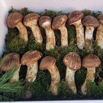2023 자연산 송이버섯 백두산 추석 명절 선물세트 부모님 선물 특등품 특등급, 2품 500g (선물박스+황금보자기포함)