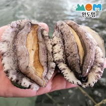 완도 살아서 도착하는 전복 1kg 횟감용 몸보신용 특대전복 실속전복 + 세척솔 증정, 1개, 45미내외1kg