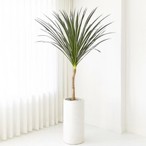 에이리프스토어 드라세나 드라코 특대형 화분, 민자 화분받침(기본), 추가 안함(기본)