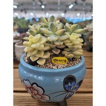 [다육소풍] 살구미인금, 1개