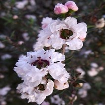 꽃무리농원 [목본]호주매화(더블)-화이트, 1개