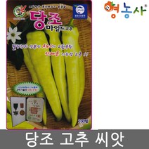 당조고추씨앗 100립