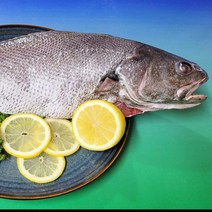 신안 손질 민어 찜 구이 탕 1.7kg 1미 산지직송, 1개, 원물 1.7kg(손질후 1.3kg 내외)