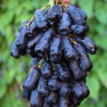 포도나무 묘목/ 씨없는 블랙사파이어 (스위트사파이어 Sweet sapphire) 2주묶음