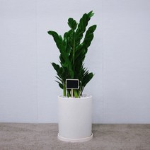 꽃피우는청년 (BIG 중형) 키우기 쉬운 실내공기정화식물 7종, 금전수