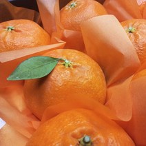 프리미엄 제주 과일 레드향 선물용 5kg 중대과 17 25과