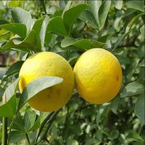 묘목/탱자나무 실생 1년/10개 KJ2156, 10개