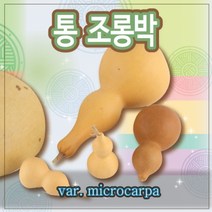 전통 통조롱박/박바가지/천연 조롱박/전통소품/통박, L.둘레 약24cm x 높이 약14cm