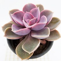 핑크빛 라일락 키우기 쉬운 다육이 봄 다육정원235, 단품