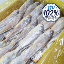 고소한 참조기 2.5kg 50미 내외, 2.5kg (50미 내외), 1개