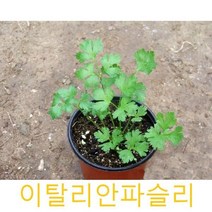 허브(Herb)/채소식물 이탈리안파슬리 갈색플라스틱모종 4개 (L0226)