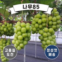 (나무85) 포도나무묘목 8종 시리즈, 7. 마이하트 접1포트