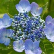 정원수국 4주 산수국 10월중