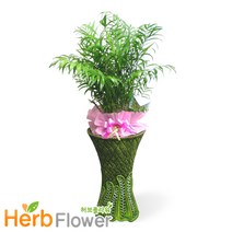 공기정화식물 대박나무 행운목 금전수 스투키 고무나무 개업화분 전국당일꽃배달, A-22 테이블야자