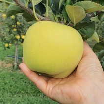 시나노 골드 사과 황금사과 노란사과 2kg 5kg 10kg, 시나노 골드 5kg 특대과 (12과 내외)