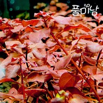 [풀미남 오픈이벤트] 루드위지아 sp. 슈퍼레드 3촉 / 초보자도 키우는 예쁜 붉은 수초