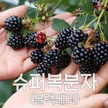 슈퍼 복분자 블랙베리 2023년 햇 수확 냉동발송, 1box, [특품]5kg 트레이포장