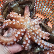 남해안 여수 돌문어 활문어 1kg 1~3미 자연산문어, 1kg 1-3미